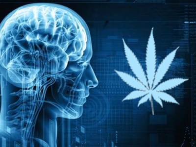 What Are the Effects of CBD on The&nbsp;Brain?